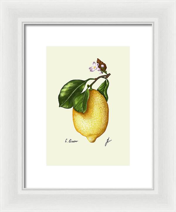 lemon fine art on white framed print with no background