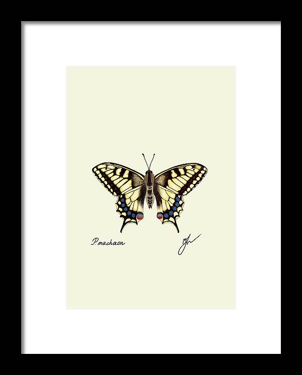 machaon fine art on black framed print with no background