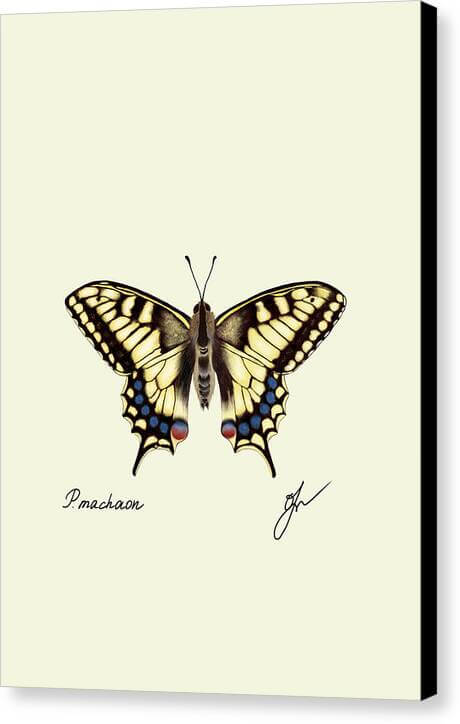 Machaon canvas print with black border