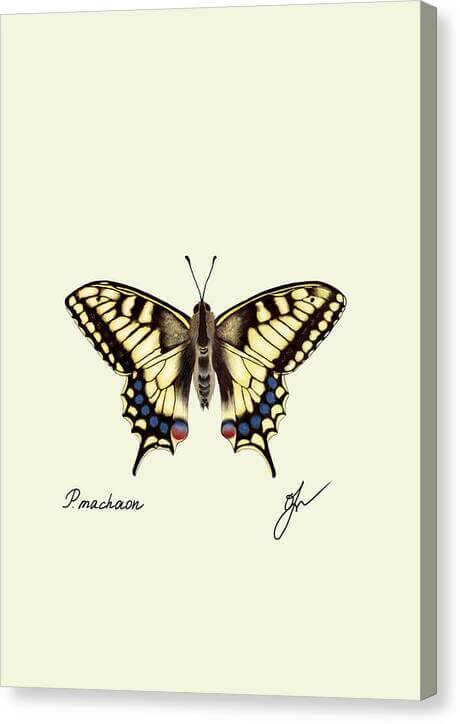 Machaon canvas print with border of same color as background