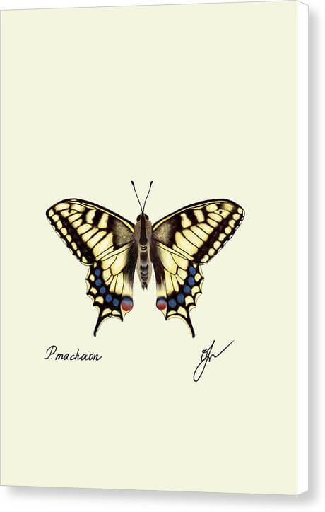 machaon-canvas print with white border