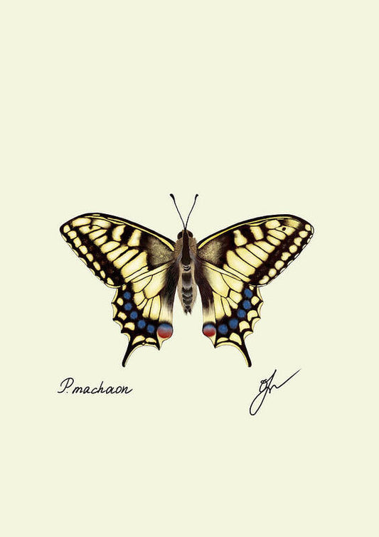 Discover the majestic beauty of the Monarch butterfly with our Machaon art print. 