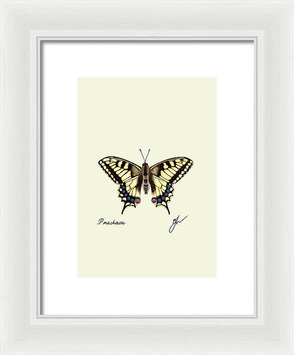 Machaon fine art on white framed print with no background