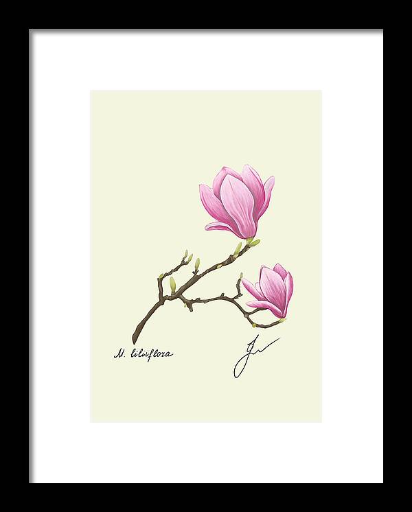 Magnolia  fine art on black framed print with no background