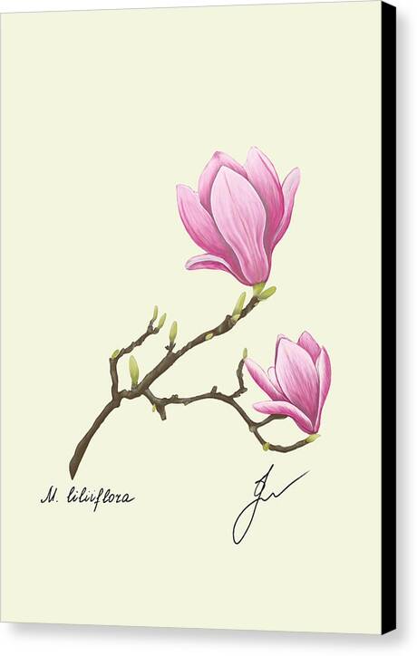 Magnolia canvas print with black border