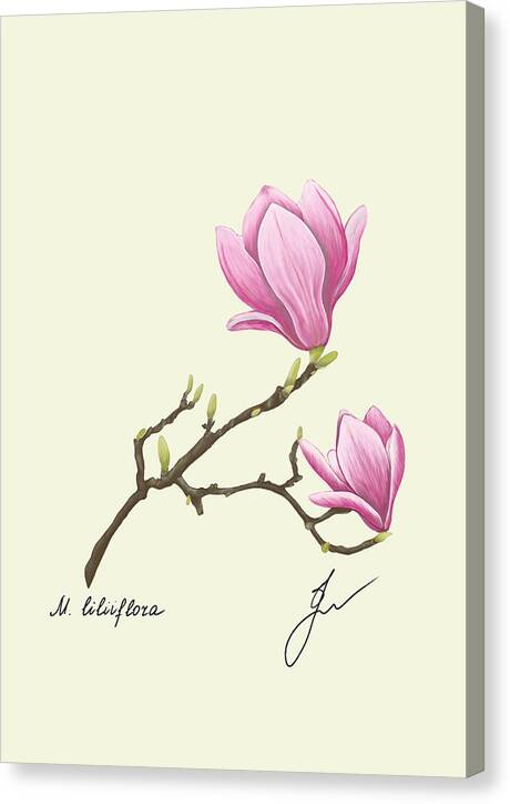 magnolia canvas print with border of same color as background