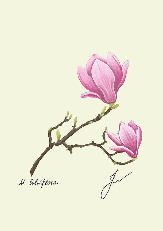 Discover the majestic beauty of the Magnolia flower with our print. 