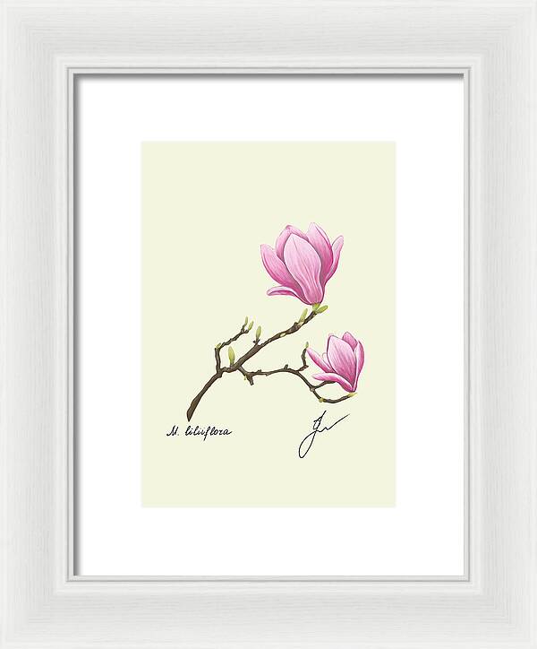 Magnolia  fine art on white framed print with no background