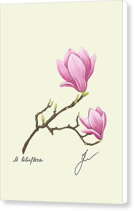 magnolia canvas print with white border 