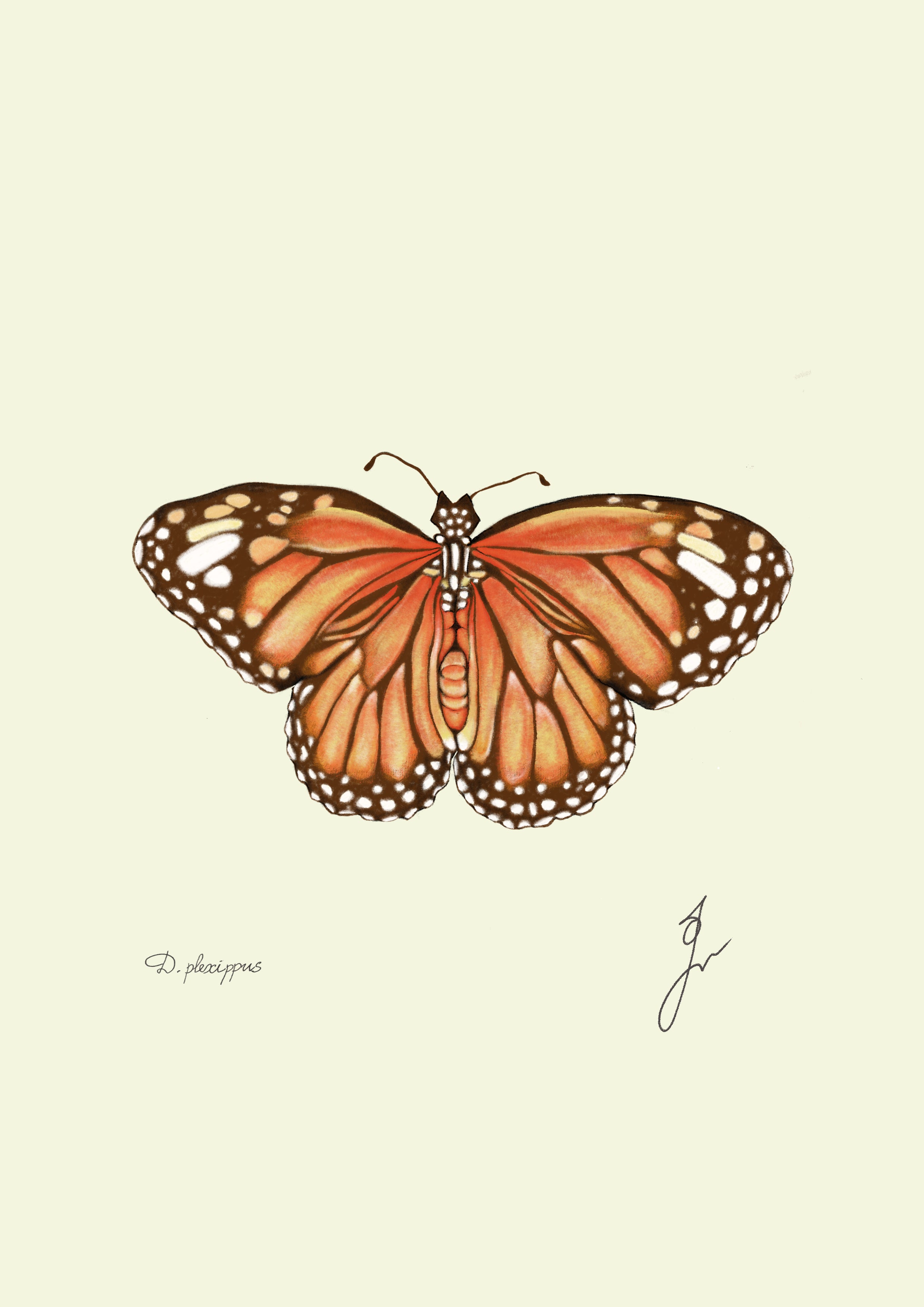 monarch  fine art print 