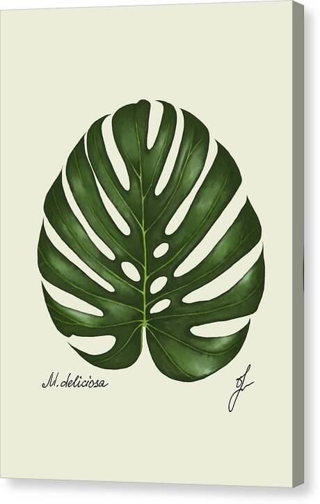 monstera botanical art on a canvas print 