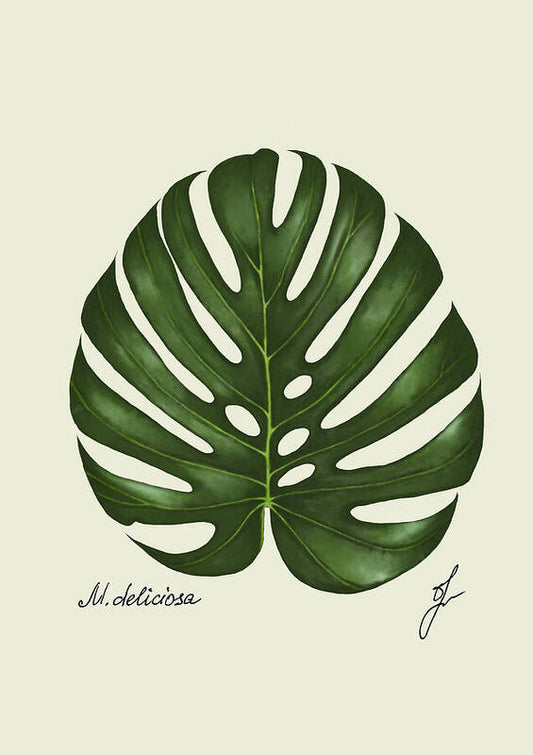 Monstera Fine Art representation 