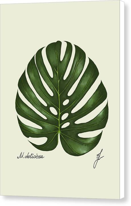 monstera-white sided canvas-print