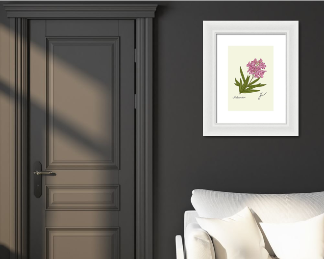 oleander white framed on dark wall