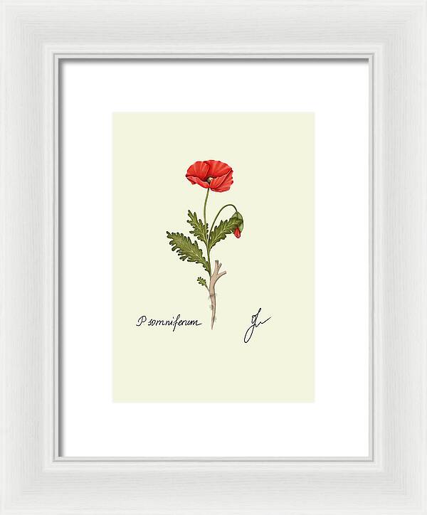 Papaver  fine art on white framed print with no background