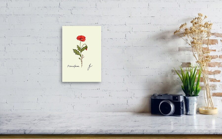 papaver canvas print on white wall. on a table a camera and a plant. 