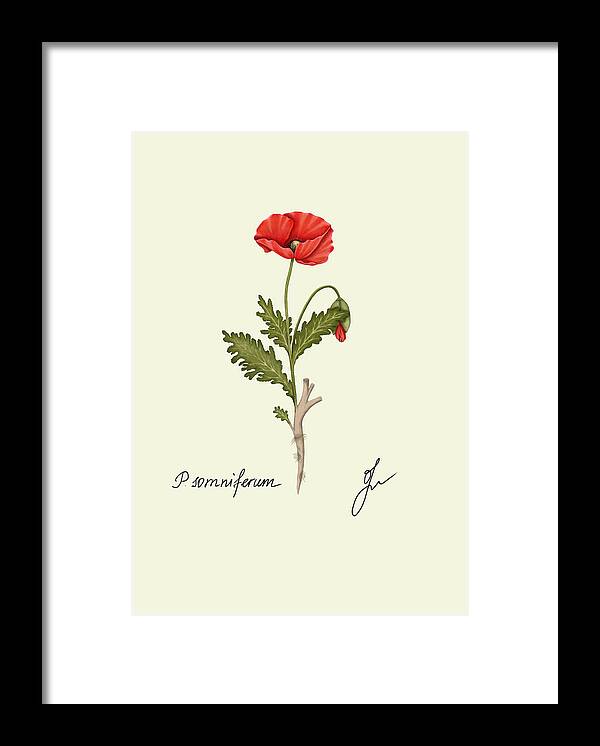 Papaver fine art on black framed print with no background