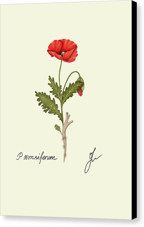 papaver canvas print with black side