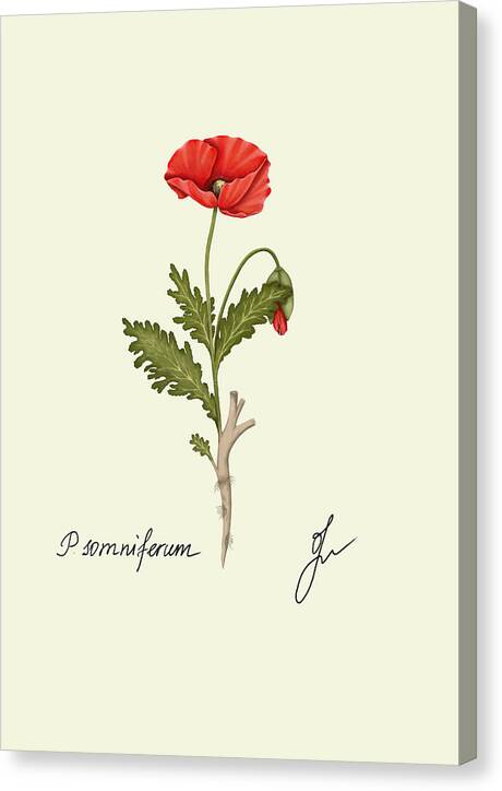 papaver canvas print with border as print background