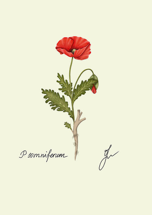 Discover the majestic beauty of the papaver  our art print. 