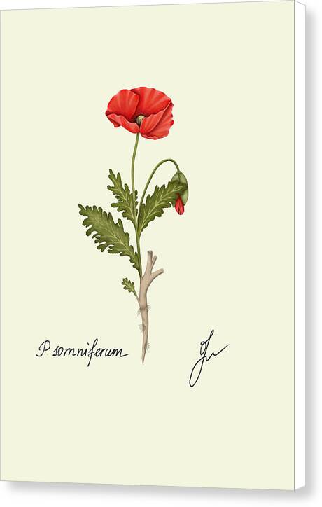 papaver-white sided canvas print