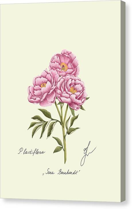 peony canvas print 