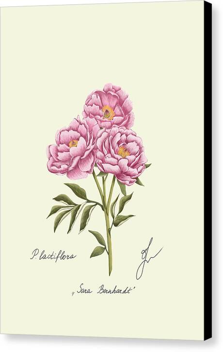 peony botanical art canvas print with the side in black