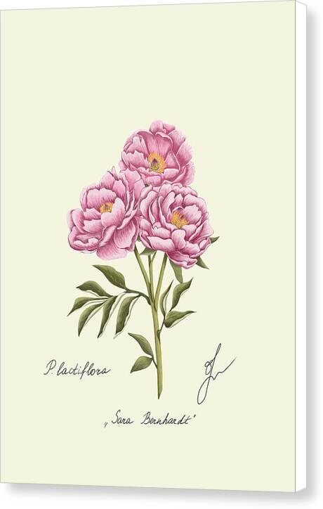 peony botanical art canvas print with white side