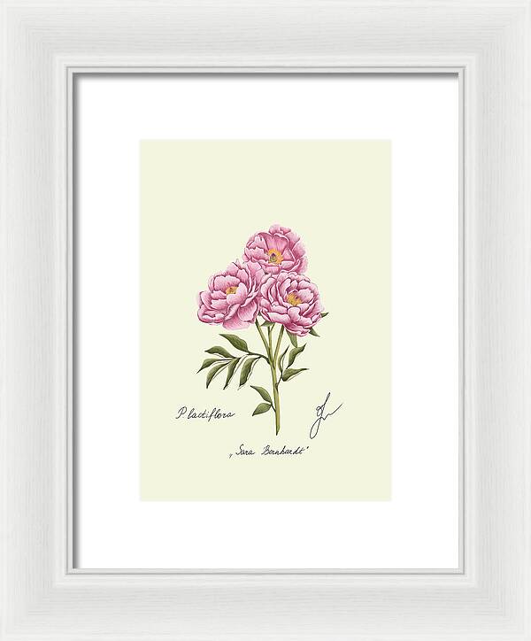 Peony fine art on white framed print with no background