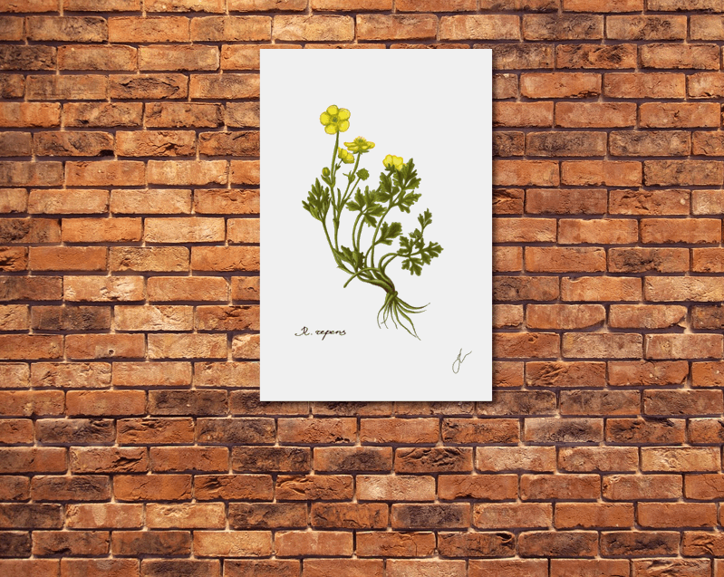 ranunculus metal poster on a wall with red bricks