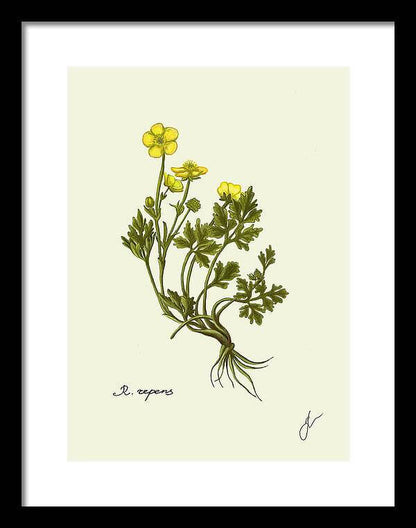 ranunculus repens on black framed print