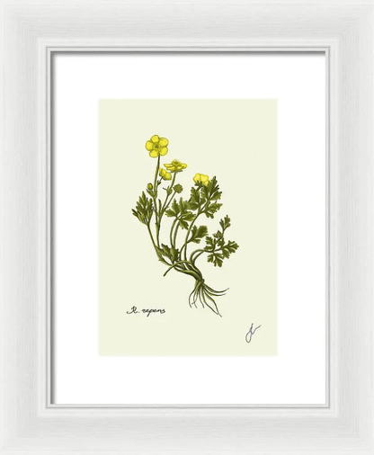 ranunculus repens on white framed print 