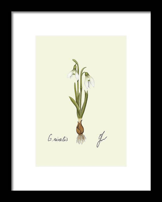 Snowdrop fine art on black framed print with no background