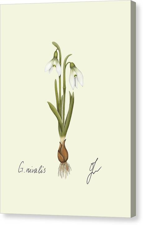 snowdrop canvas print with border of same color as background