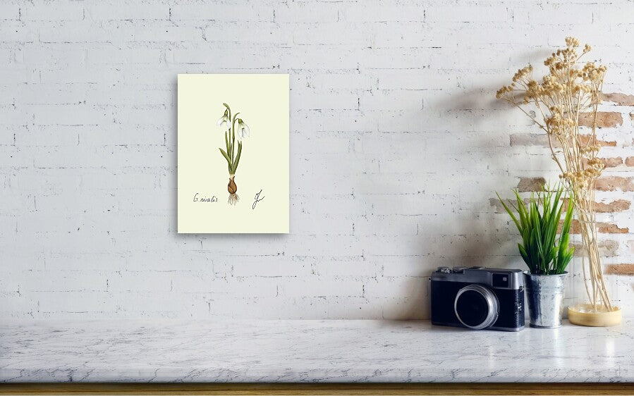 snowdrop canvas print on white wall. on a table a camera and a plant. 