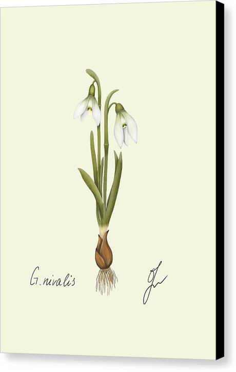 snowdrop canvas print with black border