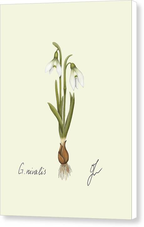 snowdrop  canvas print with white border