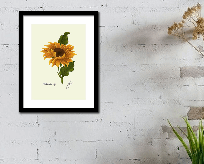 sunflower framed on white wall