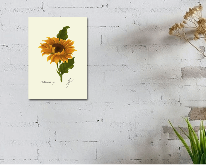 sunflower on white wall