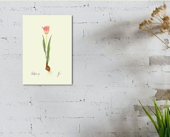 tulip art print on white wall