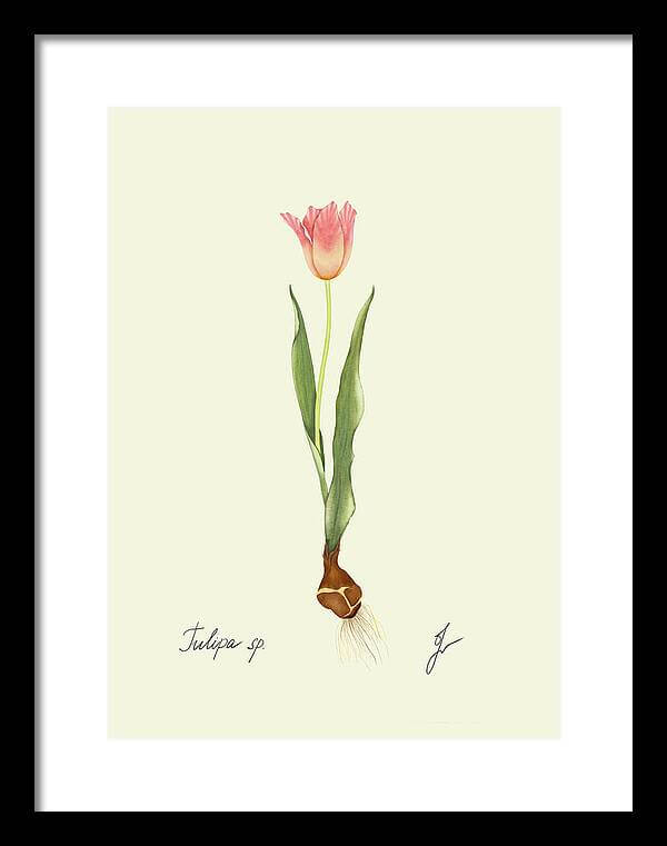 tulip on a black framed print