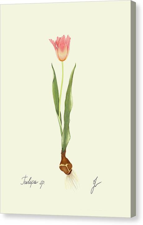 tulip canvas  border
