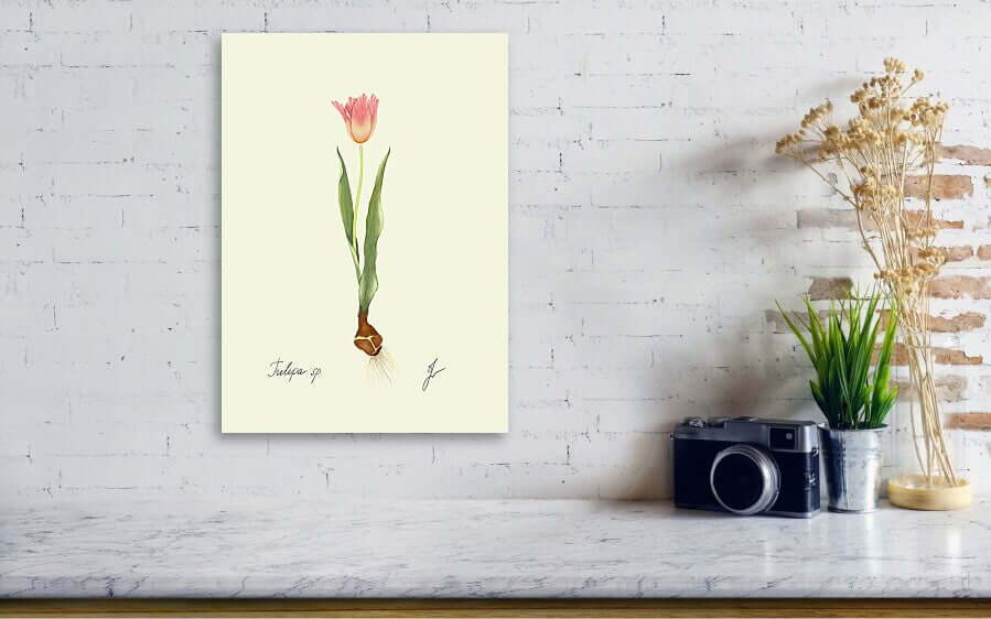 tulip canvas on white wall
