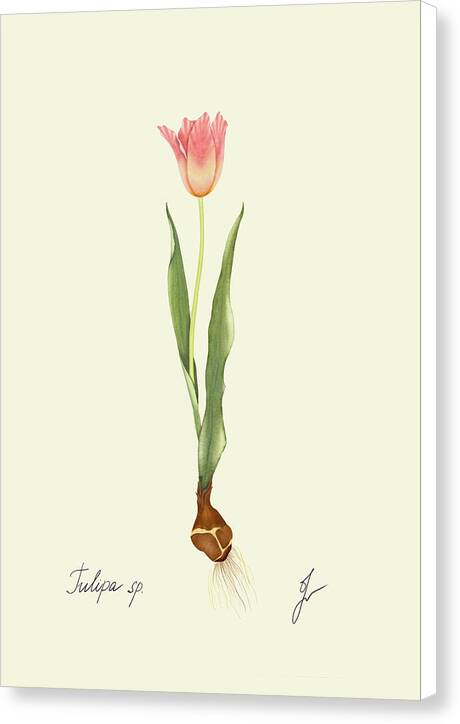 tulip canvas white border