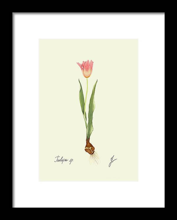 tulip dark frame print