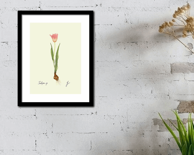 tulip framed on white wall