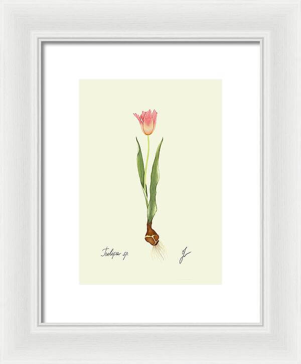 tulip white frame print