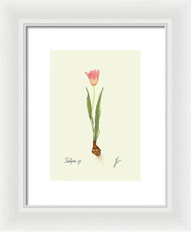 tulip on white framed print