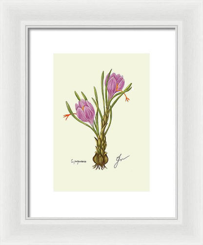 Crocus white framed print, by Fiurdelin.