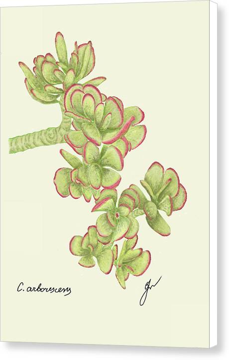 Jade canvas print with white border